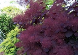 Cotinus coggygria Royal Purple / Bíbor cserszömörce